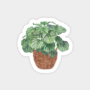 Calathea plant in basket Sticker